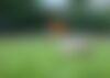 rugby ball on the grass