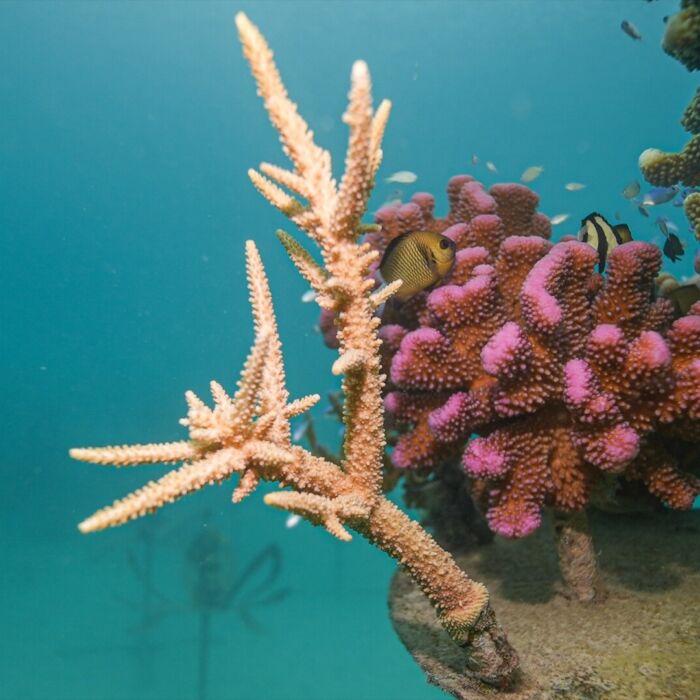 counting coral 