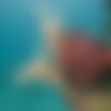 counting coral 