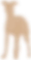 ORN SI DG OO